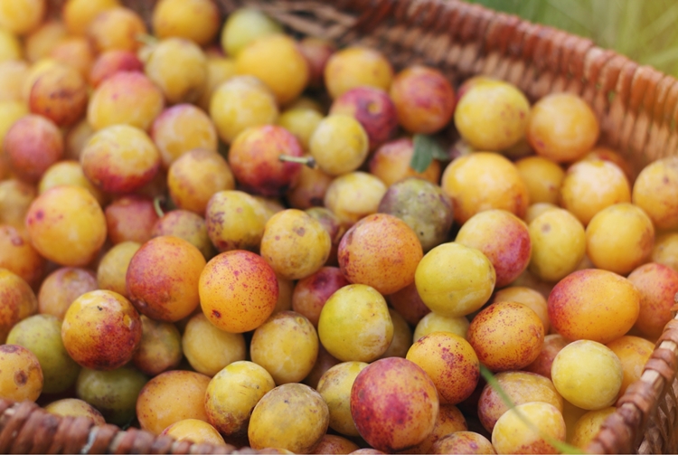 Mirabelles du jardin