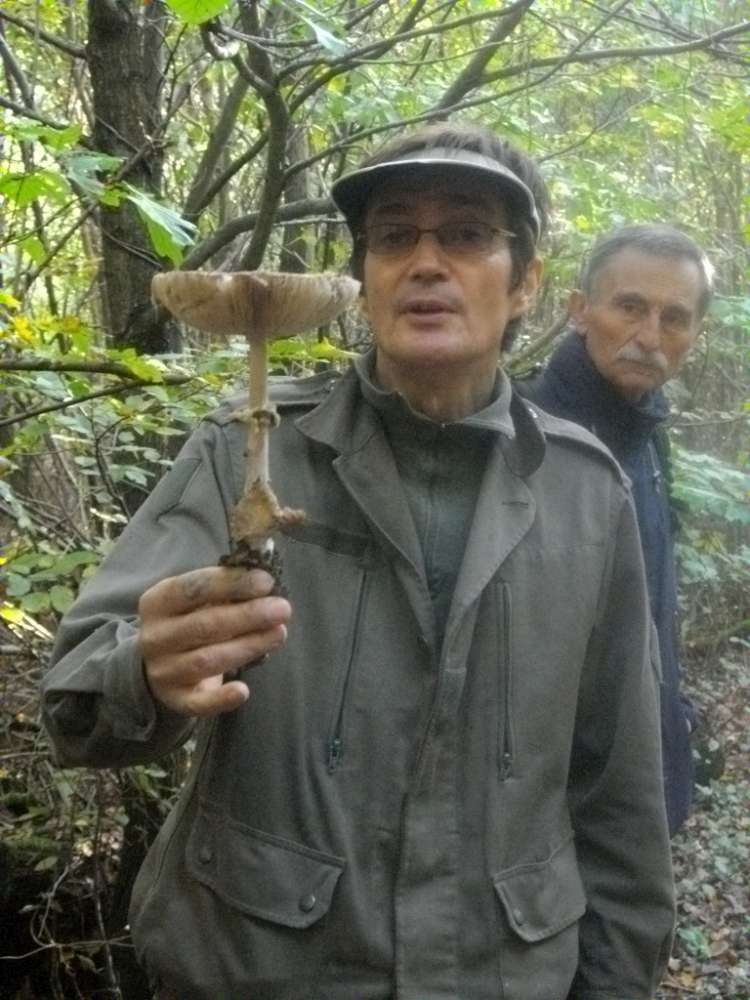 champignons