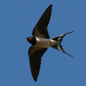 hirondelle