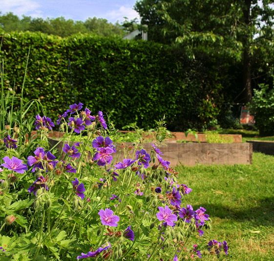 jardin2