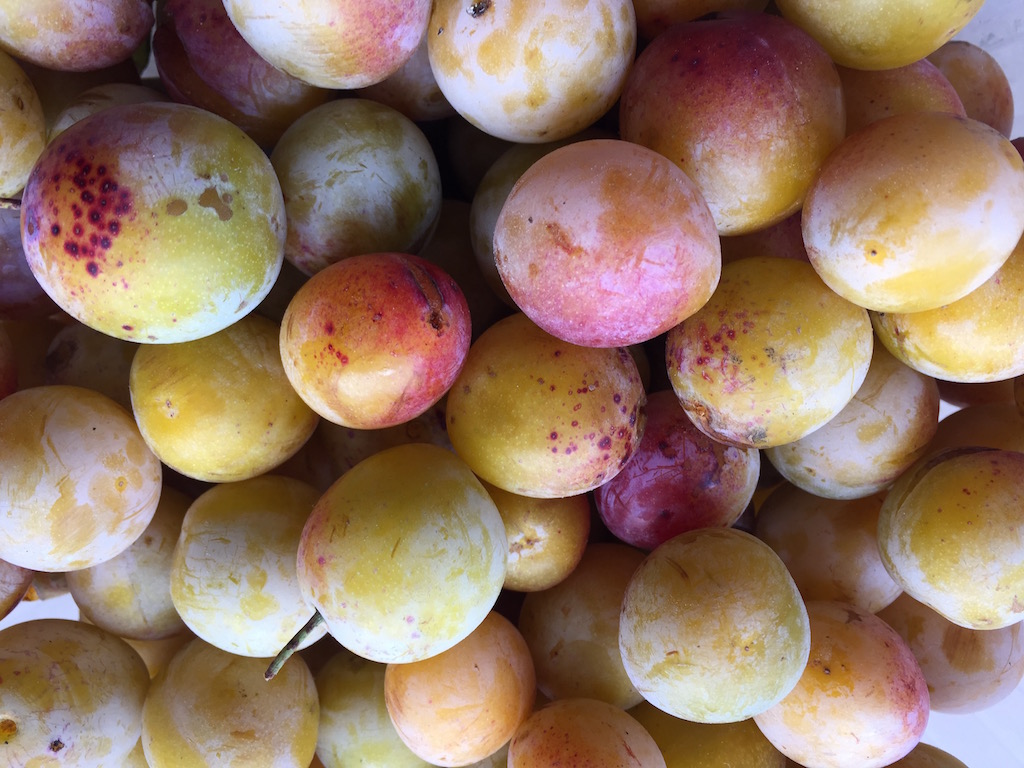 mirabelles17