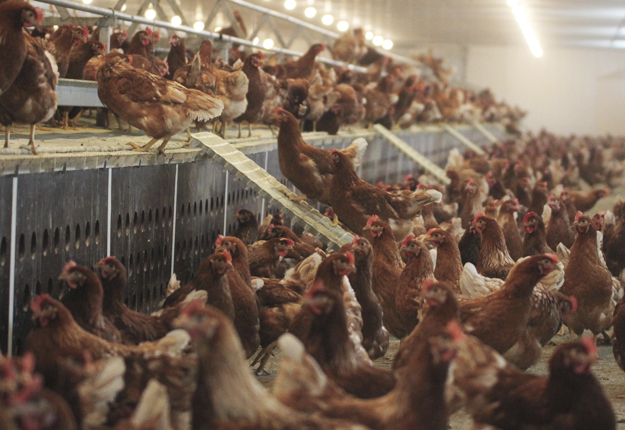 poulets